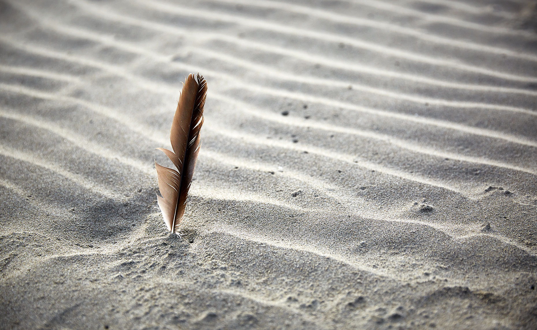 Brian Pietrini | Fine Art Landscape Photographer | Feather In Sand at Cannon Beach Oregon | www.pietriniphoto.com