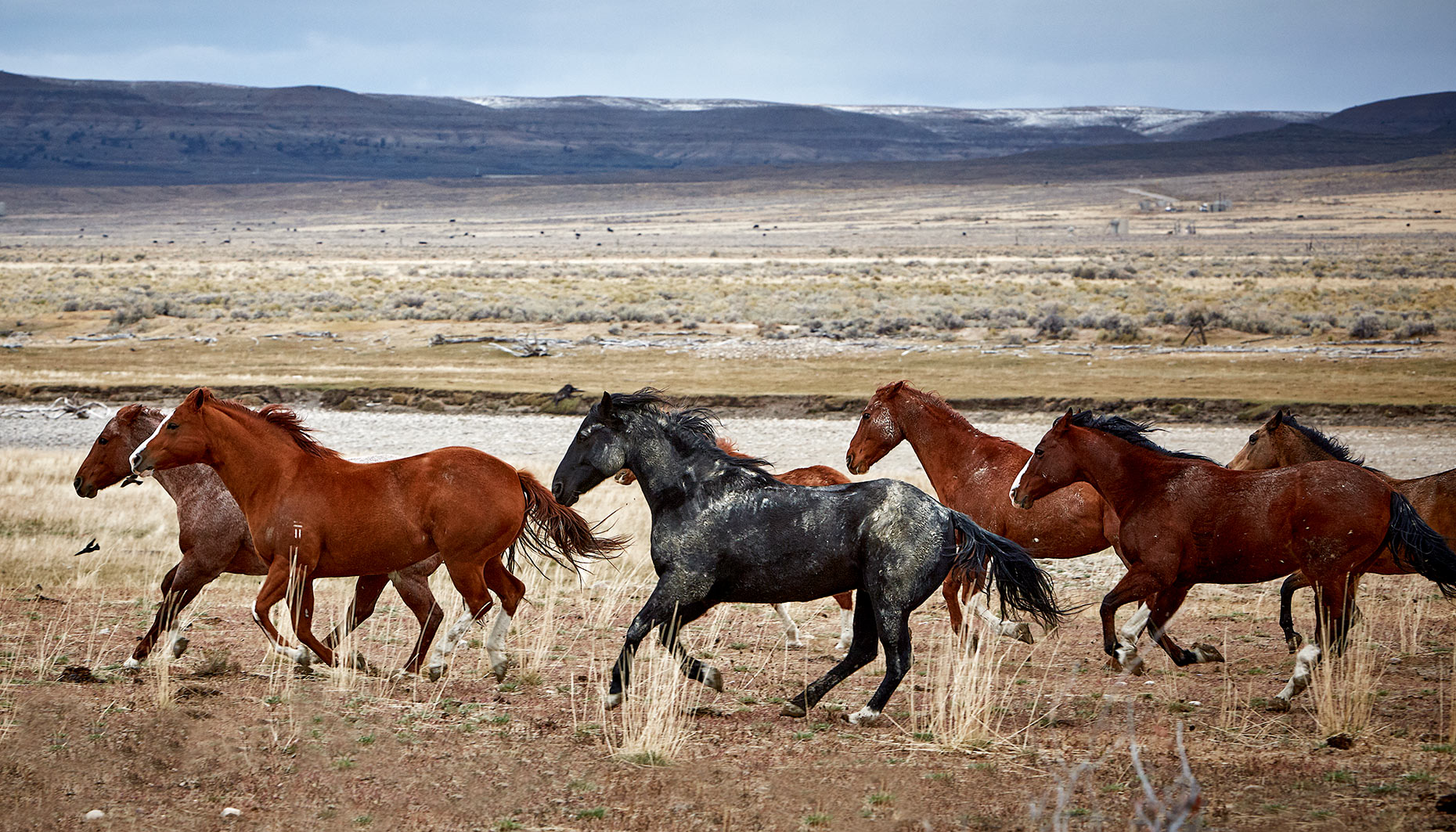 Brian Pietrini | Fine Art Landscape Photographer | Running Mustangs of Wyoming | www.pietriniphoto.com